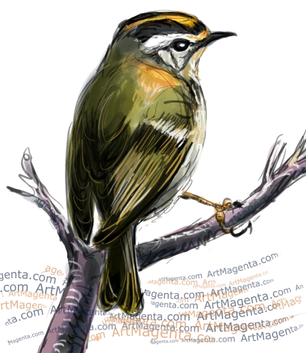 Firecrest Firecrest sketch painting. Bird art drawing by illustrator Artmagenta