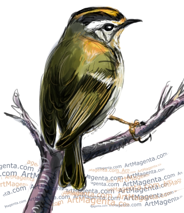 Firecrest sketch painting. Bird art drawing by illustrator Artmagenta