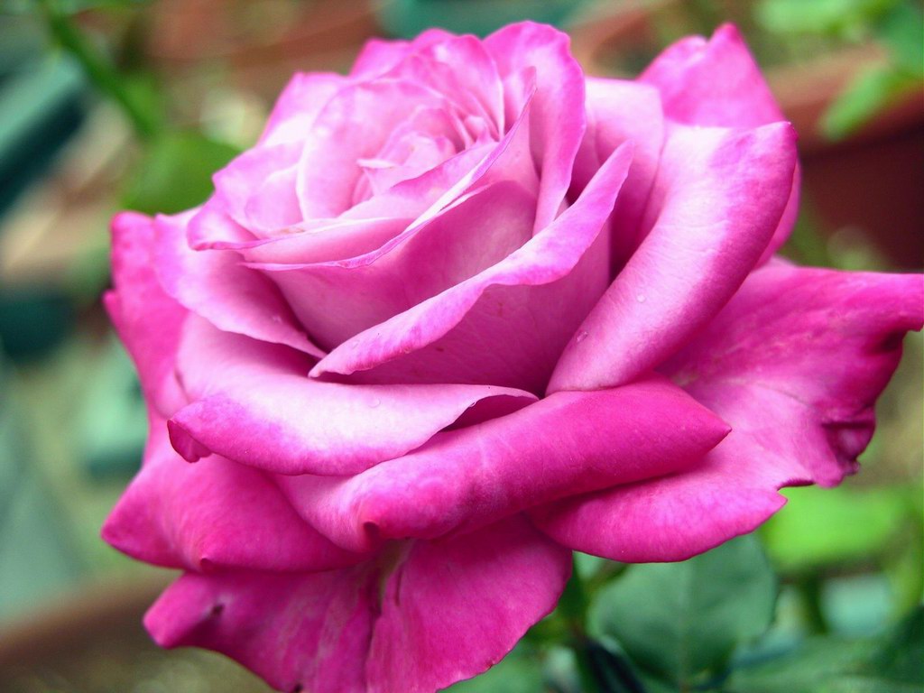 Funny Pictures Gallery Rose Flower Rose Flower Wiki Pictures Of funny-pictures-gallery-rose-flower-rose-flower-wiki-pictures-of