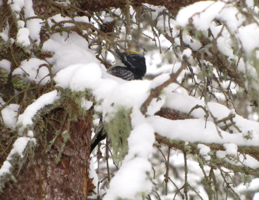 North Shore Nature: A good winter for American Three-toed Woodpeckers