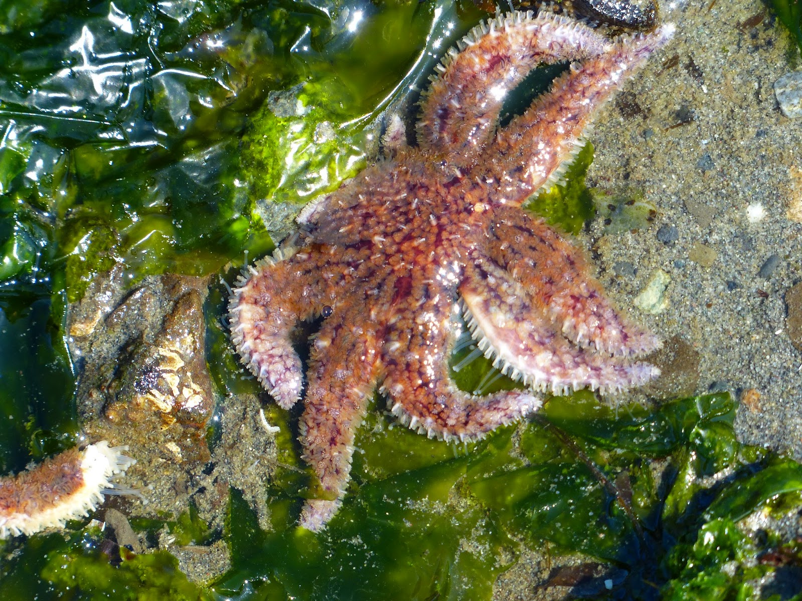 Buzz's Marine Life of Puget Sound