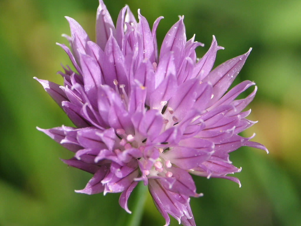 purple flower pictures purple flower pictures