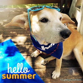 dogs golden retriever beagle senior summer cute puppy