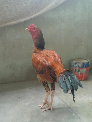 Jenis Sindhi Aseel