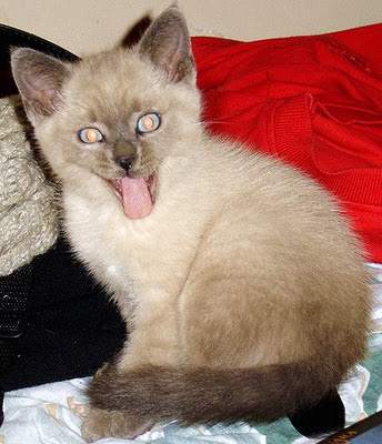 Halloween Scary Cats | Photos-Images 2012 | Funny-Cute Animals