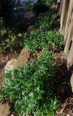 Future Plants By Randy Stewart Sarcococca Sweet Box