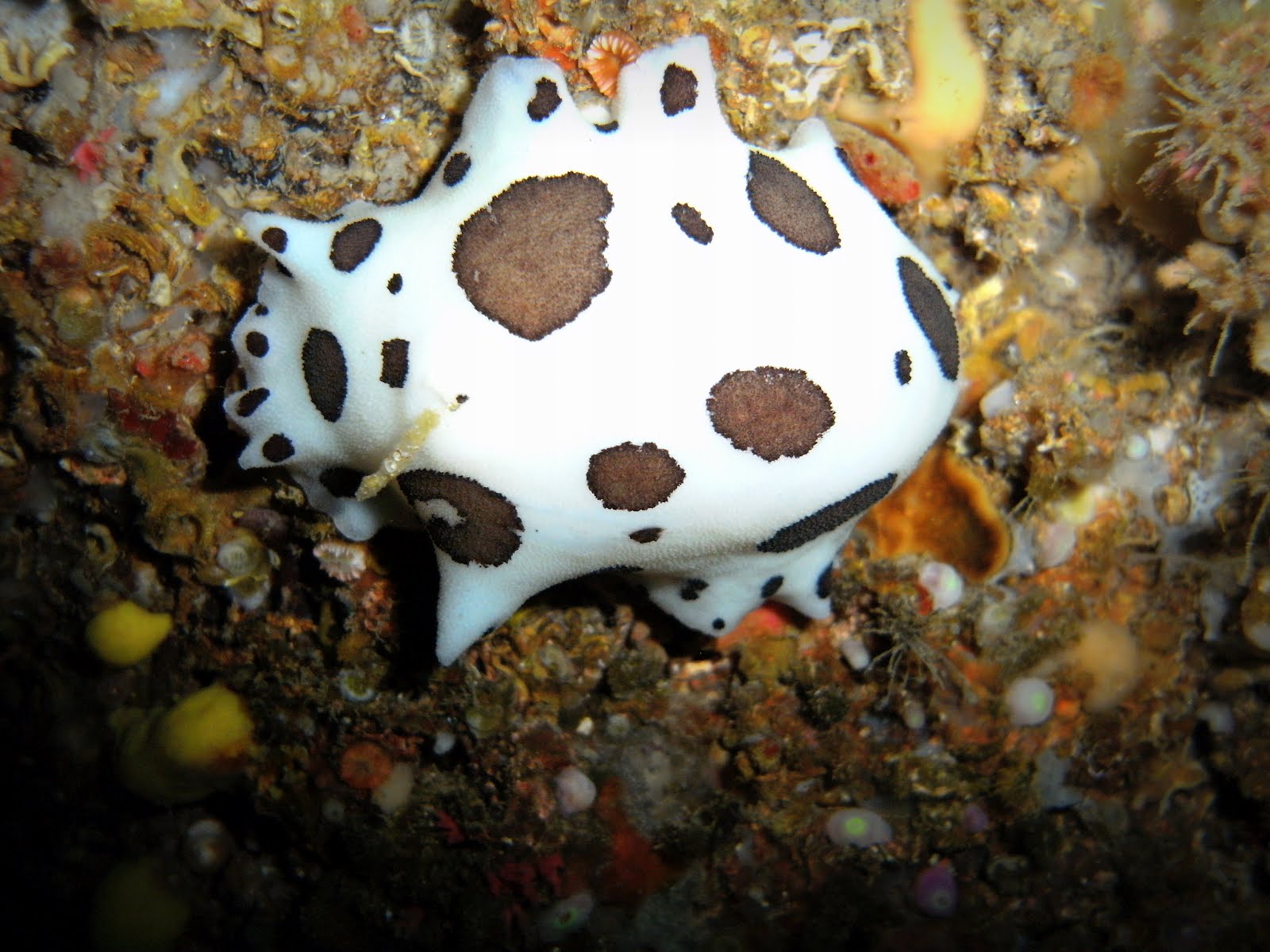 Sea Slug and the Turtle: Dotted Sea Slug - Peltodoris atromaculata