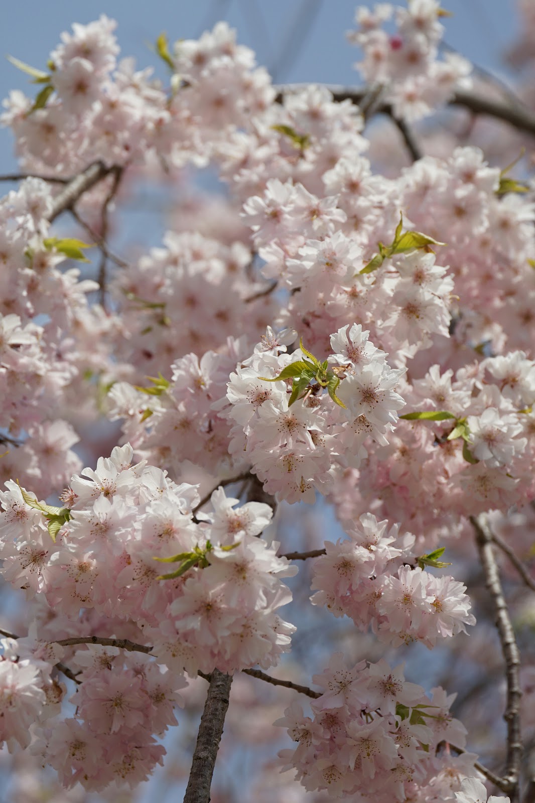遅咲きの枝垂桜