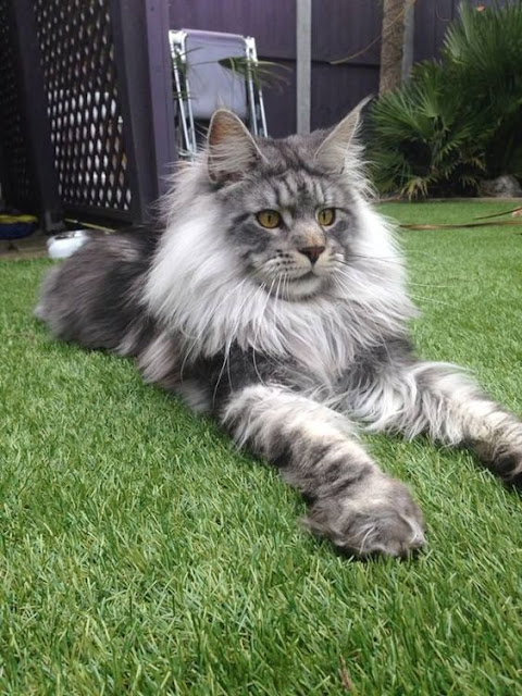 Five Interesting Facts About Maine Coon Cats Five Interesting Facts About Maine Coon Cats