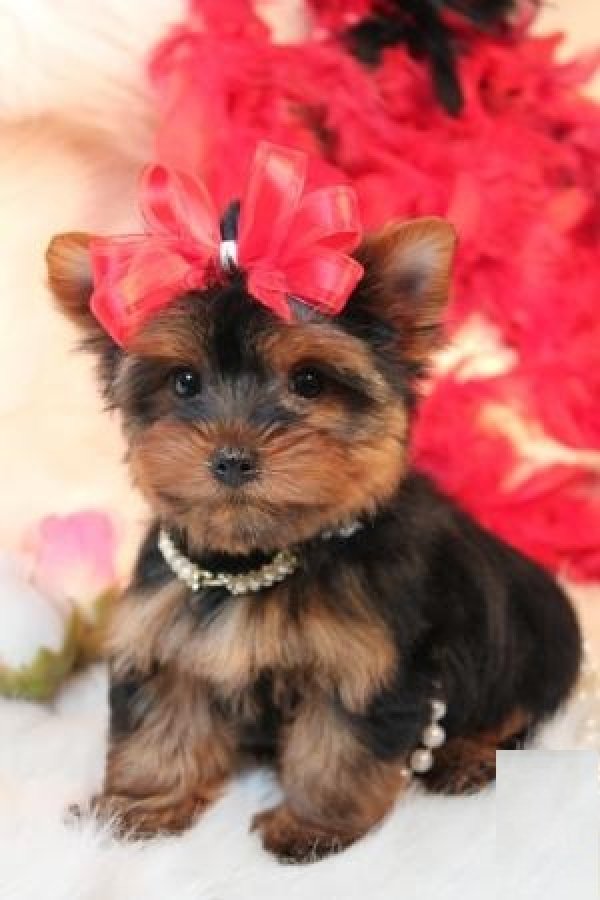 Cute Puppy Dogs Teacup Yorkshire Terrier Puppies