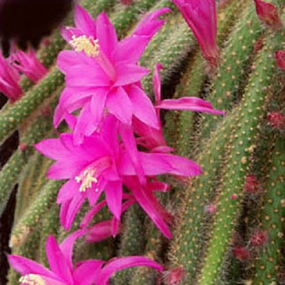 Jardineria, Catalogo de Plantas: Aporocactus flagelliformis