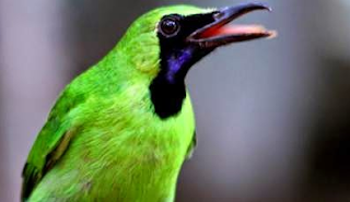 suara burung cucak ijo masteran suara burung cucak ijo masteran