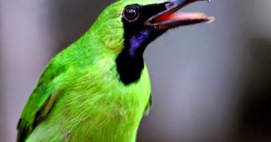 Download Suara Burung Cucak Ijo Jantan Gacor Full Isian Mp3