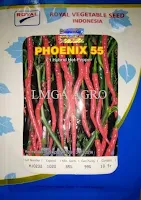 lmga agro, cabe phoenix 55, toko online, toko pertanian, harga murah, cabe keriting, benih, bibit