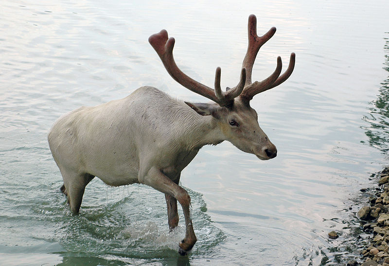 Mammals Animals: Caribou from Wagon Trails