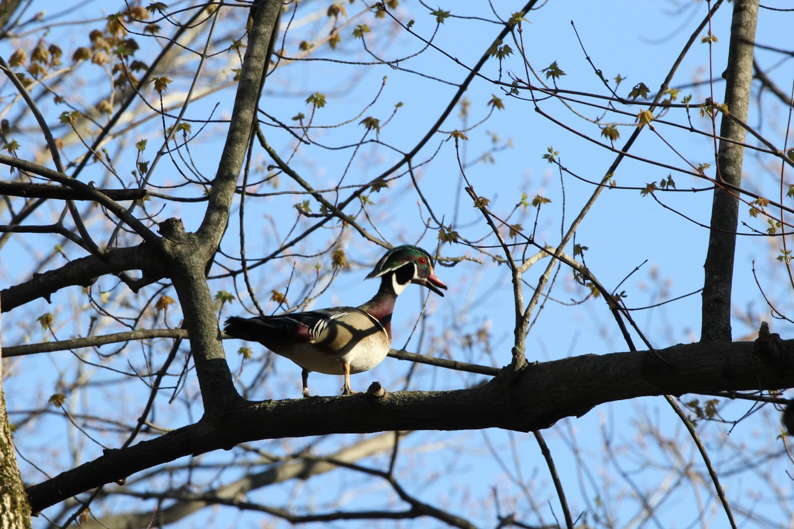 Isabella Conservation District Environmental Education Program Ducks