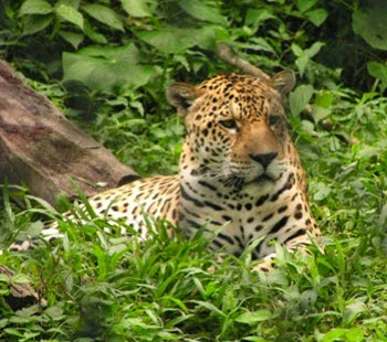 Amazon Rainforest Animals : The Jaguar ~ Amazon Rainforest Animals