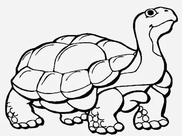 Turtle Cartoone Colour Drawing HD Wallpaper
