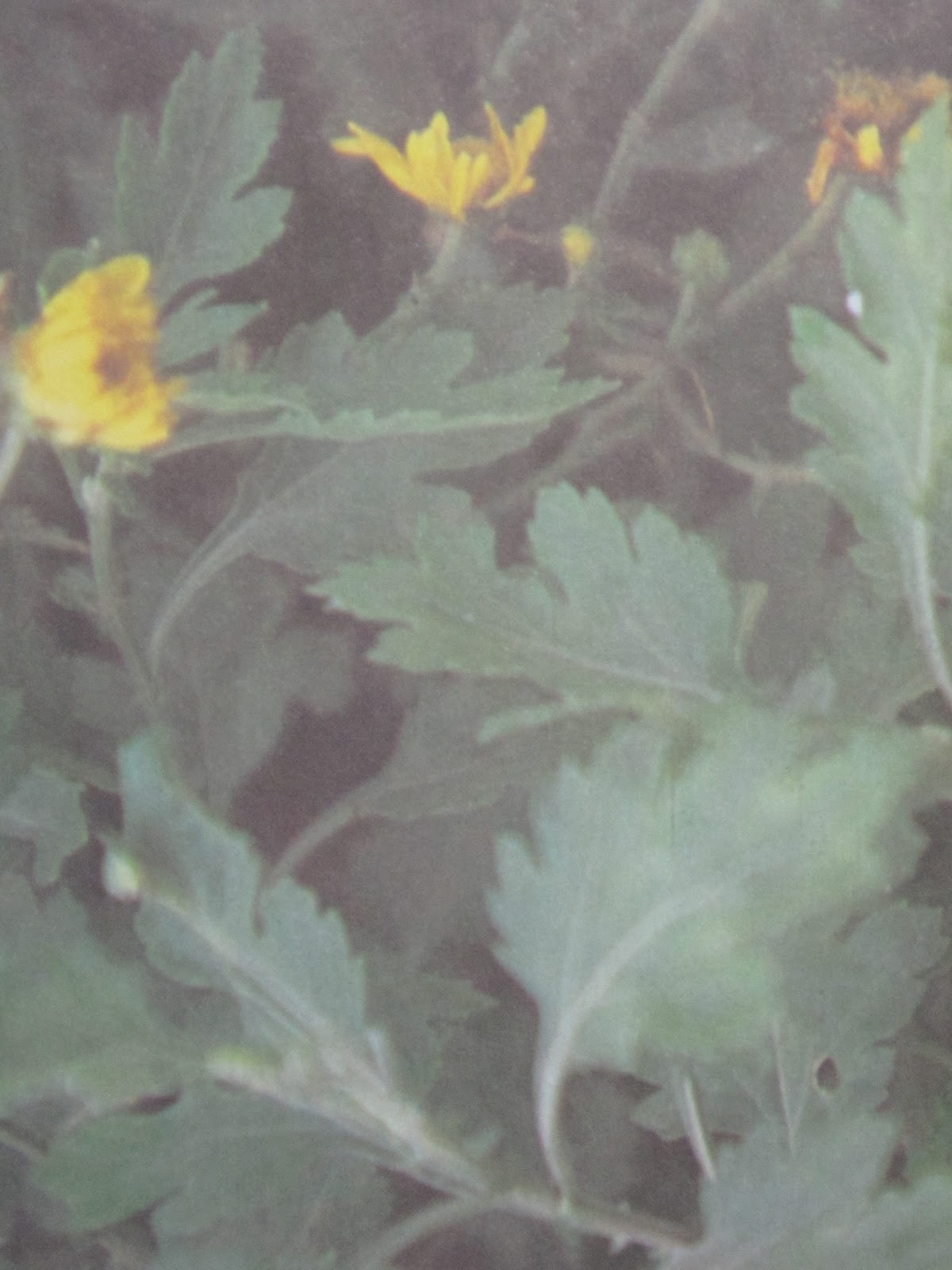 herbal leaves, herbal medicine plants and treatments Indian