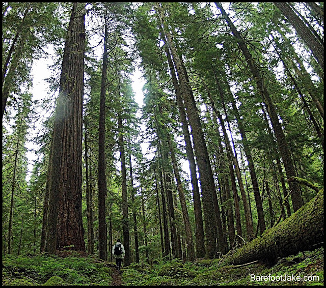 elwha trail