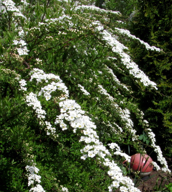Spiraea Stock Photos Spiraea Stock Images Alamy