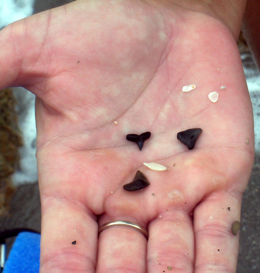 Southwest Florida Shoreline Studies Hunting for sharks' teeth at