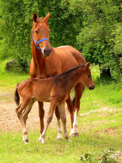 Konie jak marzenie: kwietnia 2012