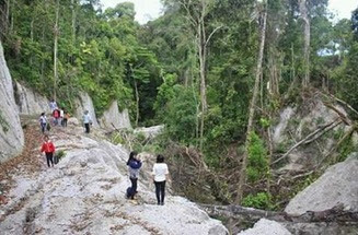 Penebangan Hutan Secara Liar Penebangan Hutan
