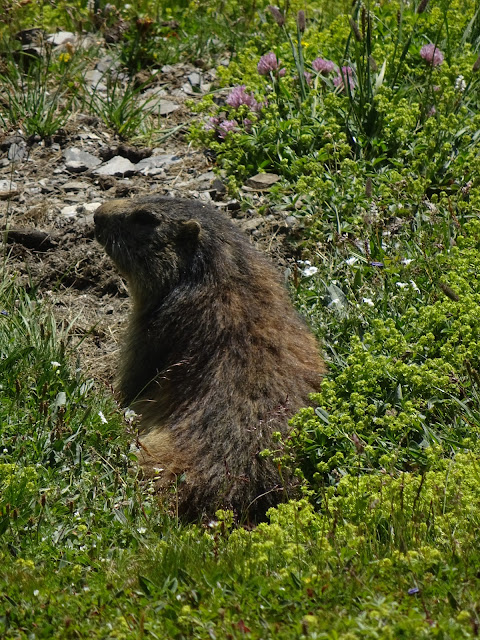 Marmotte de Vallonpierre (Écrins)
