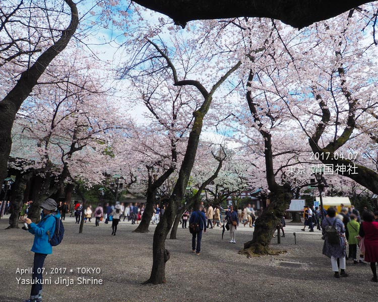 靖国神社の桜は渋くて好き！