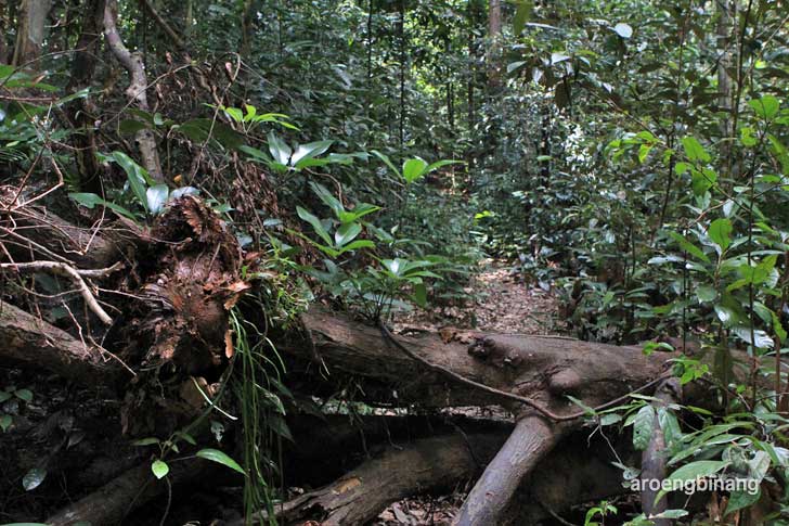 gunung tajam belitung