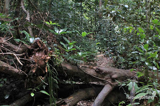 gunung tajam belitung