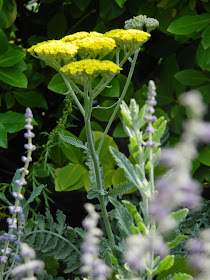 Yellow yarrow Toronto Botanical Garden by garden muses-not another Toronto gardening blog