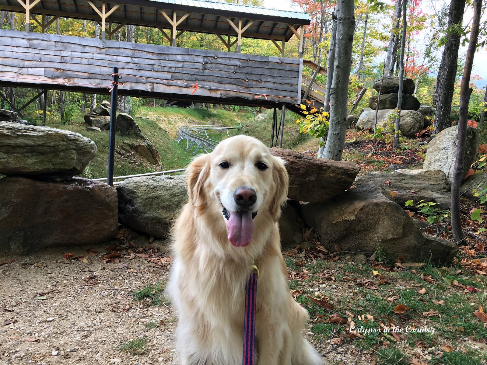 Vermont in the Fall with a golden retriever