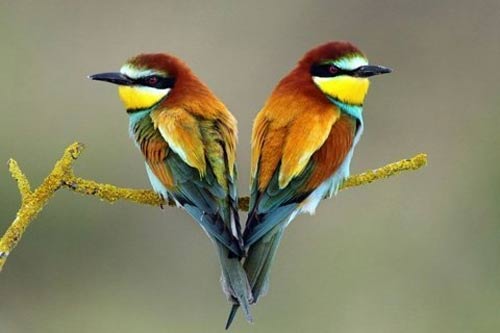 صور عصفور