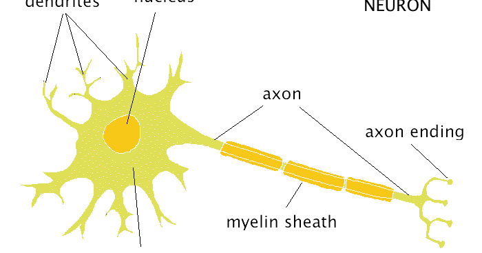 HISTOLOGI NEOKORTEKS MELALUI PEWARNAAN CRESYL ECHT VIOLET