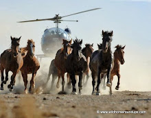 Helicopter Chasing Wild Horses