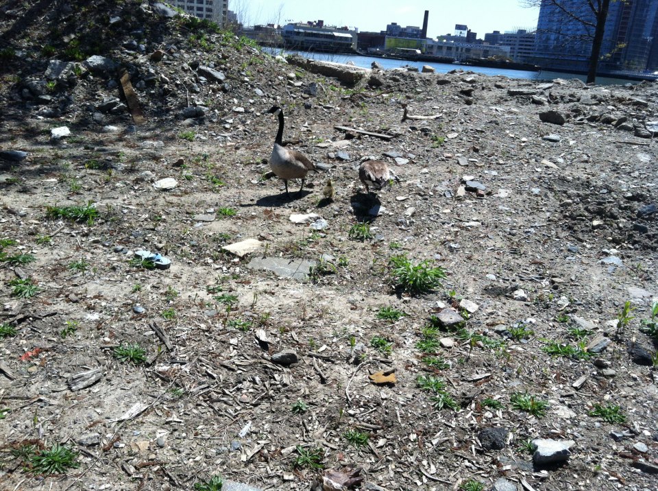 Roosevelt Islander Online: Roosevelt Island Geese Hatch New Family at