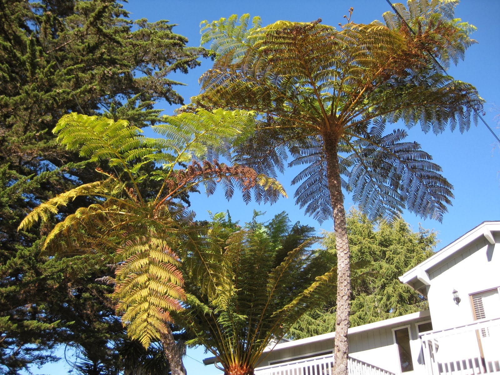 Trees of Santa Cruz County Cyathea cooperi Australian Tree Fern