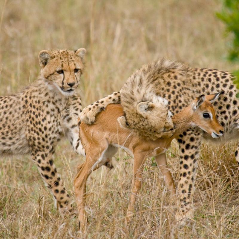 ... big+cats+big+five+dangerous+animal+attack+news+picture+cheetah-cubs