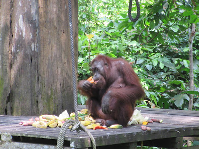 Centro de Rehabilitación de Orangutanes de Sepilok