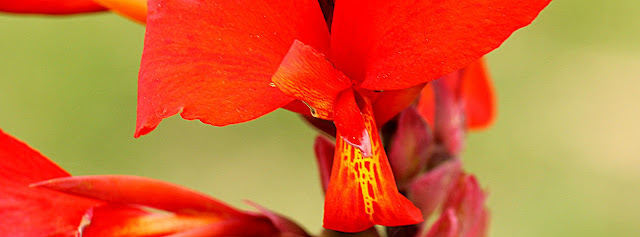 Imagem de flor vermelha com detalhes amarelos