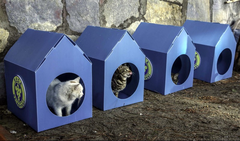 buca belediyesi nden ucretsiz kedi evleri izmirmag