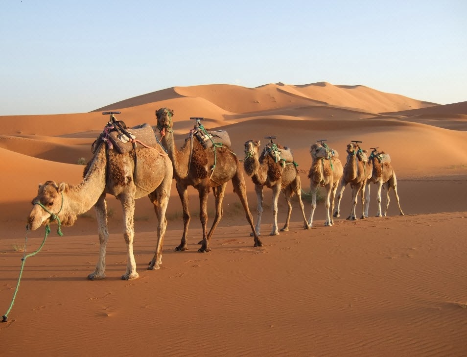 Most Beautiful Nature Places In The World HD Nature Desert Camel Images Wallpapers Free
