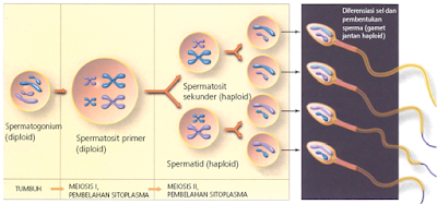 Pembelahan meiosis dari spermatogenium sampai menjadi spermatozoa