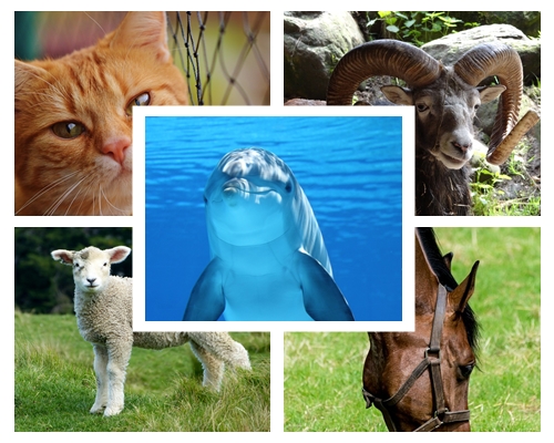 Ciri-Ciri Mamalia Lengkap