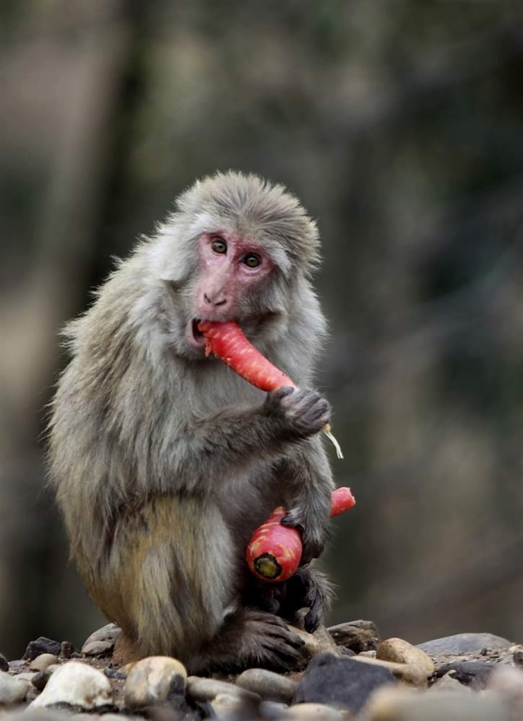 животное настя. животные настя. карликовый капуцин. чёрное животное похожее на енота. смешные фото животных.