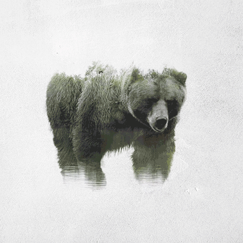 02-Grizzly-Bear-Said-Dagdeviren-Double-Exposure-Animal-Cinemagraph-Animations-www-designstack-co
