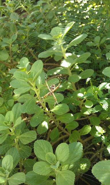 Argiope argentata Argiope argentata