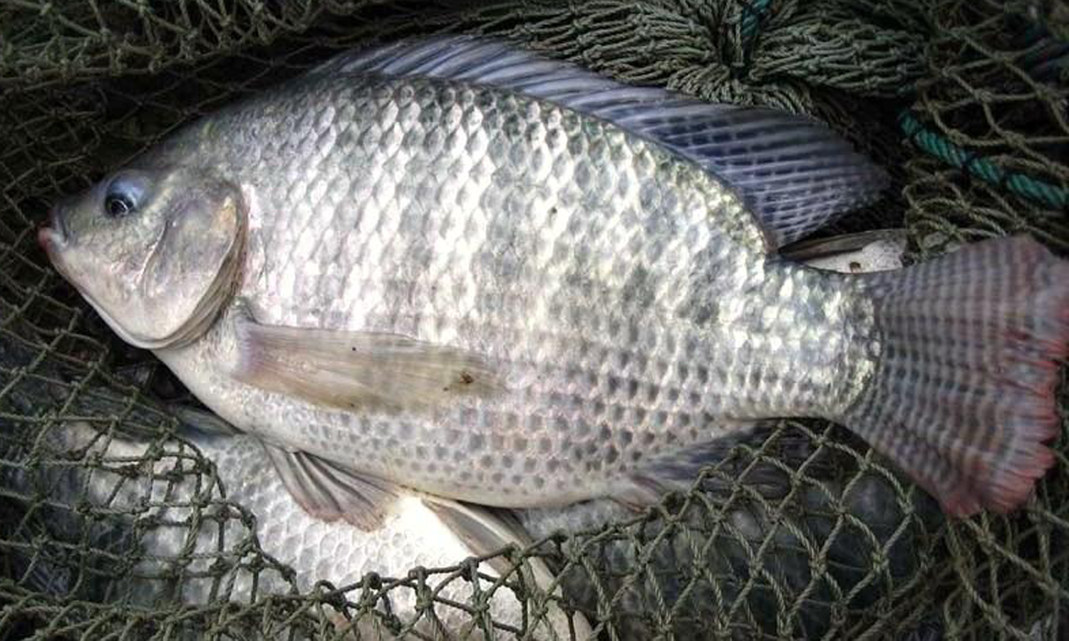 Você sabe a origem da Tilápia Gift???